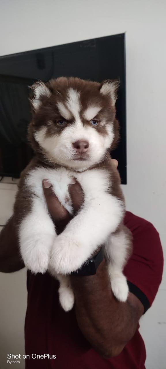 Order Female Siberian Husky Puppy from  India